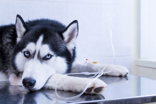 Unveiling the Dangers: Understanding Hazardous Drugs in Veterinary Medicine