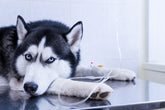 Unveiling the Dangers: Understanding Hazardous Drugs in Veterinary Medicine