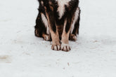 Refer a Vet Hospital, Earn $100 Each Time—No Limits!