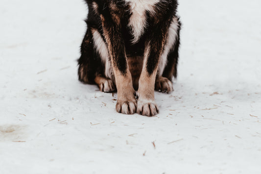 Refer a Vet Hospital, Earn $100 Each Time—No Limits!