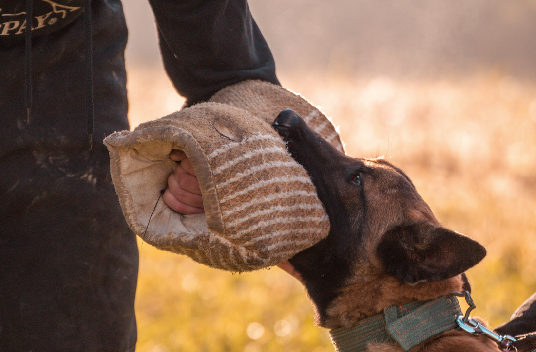 How to Avoid Animal Bites and Scratches at Your Veterinary Practice