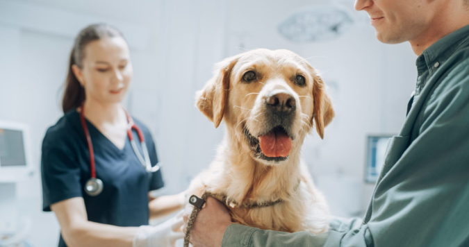 Safety Is Self-Care: How a Culture of Safety Supports Mental Health in Veterinary Medicine