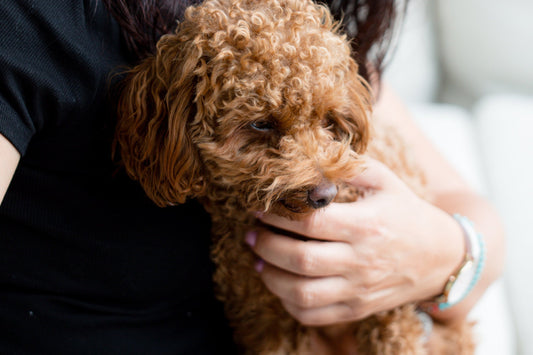 Trump’s Approach to OSHA: What Every Veterinary Hospital Must Do