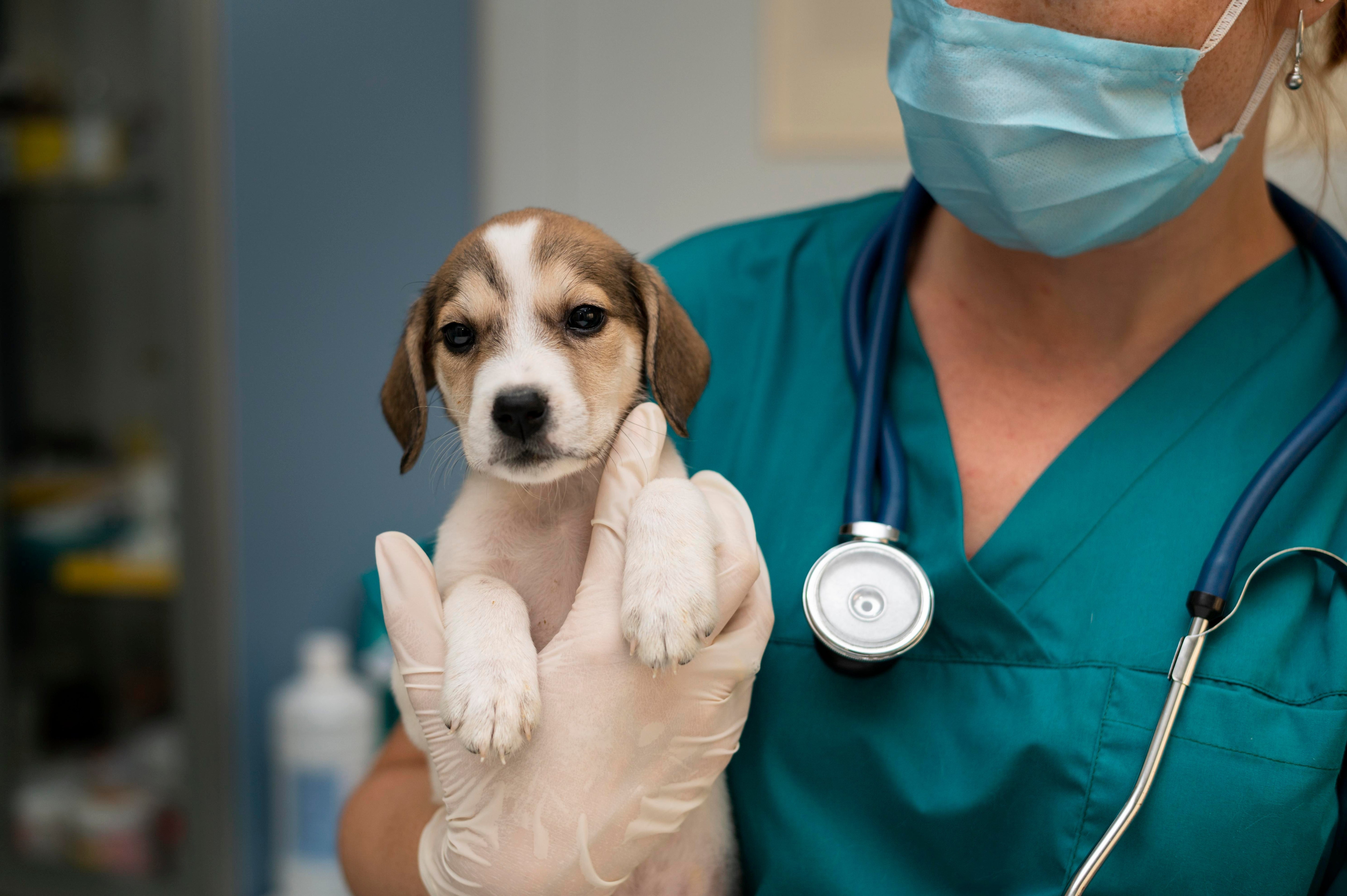 Veterinarian holding puppy in gloved hand