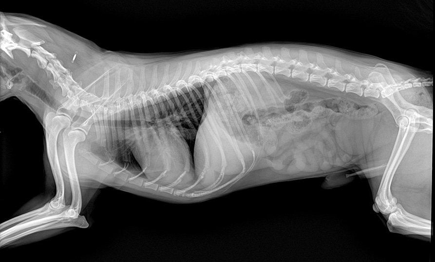 Radiology Veterinary Safety