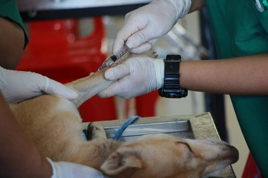 How to Avoid Needlestick and Other Sharps Injuries at Your Veterinary Practice