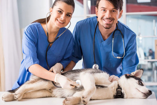 Top Dangerous Drugs in Veterinary Medicine and How to Handle Them Safely