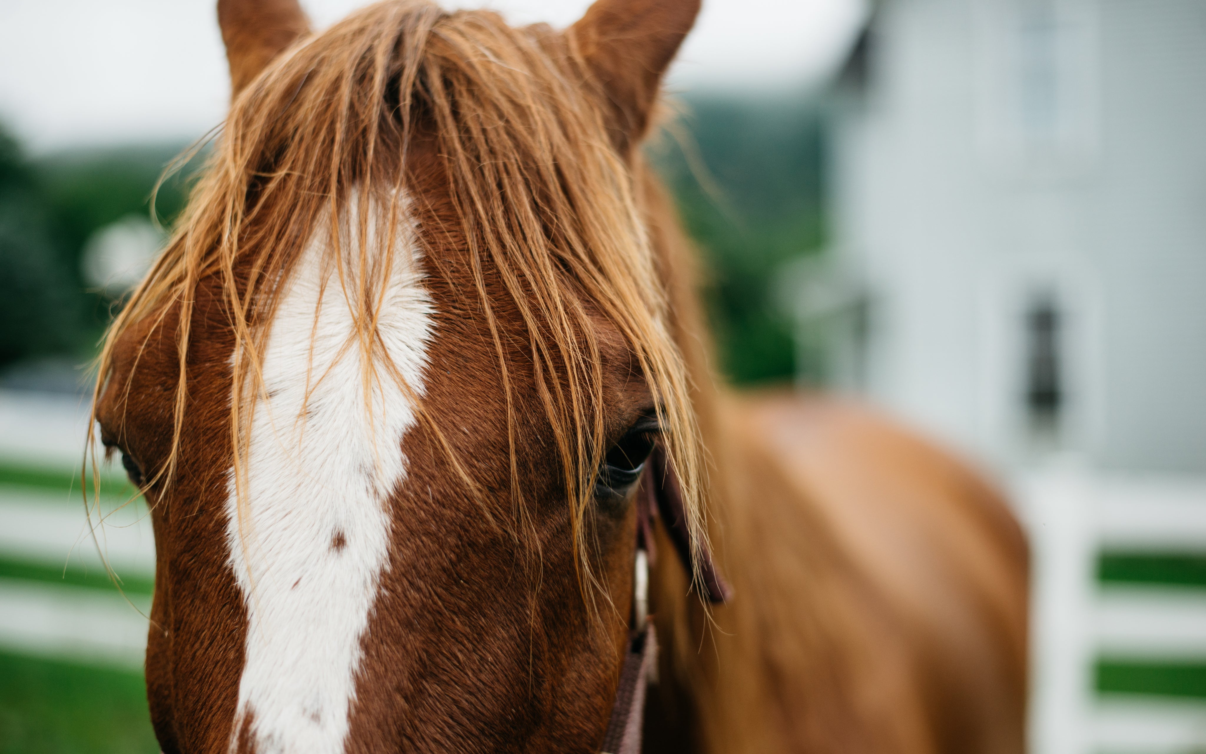 Equine Library