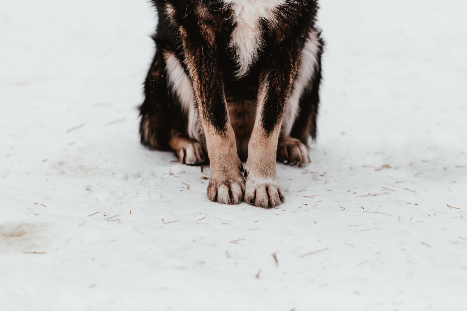 Radiation in the Veterinary Industry